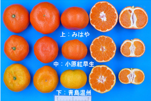早见