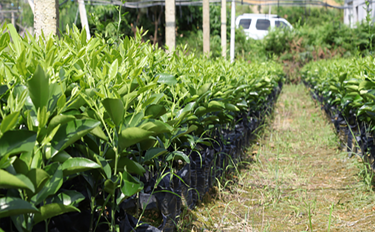 Citrus_seedlings