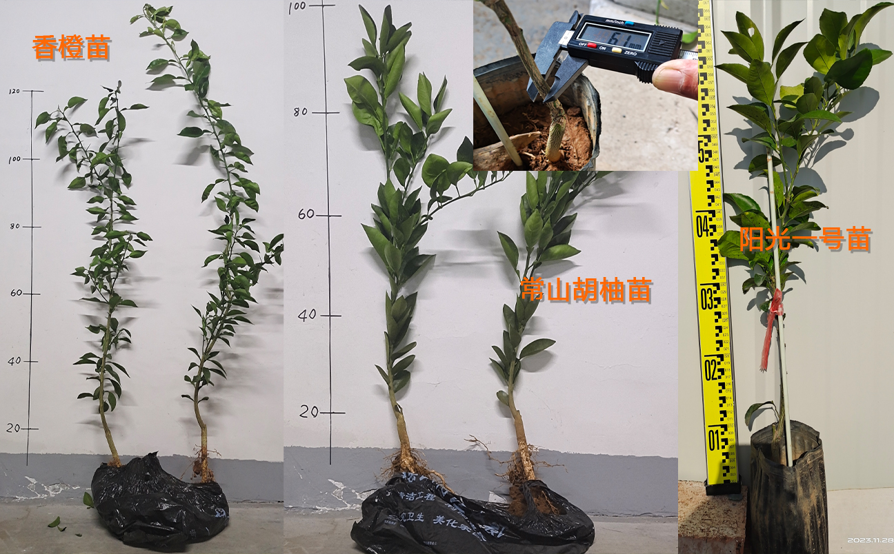 Citrus_seedlings