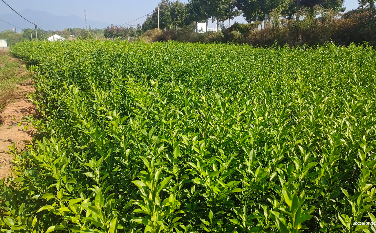 Citrus_seedlings