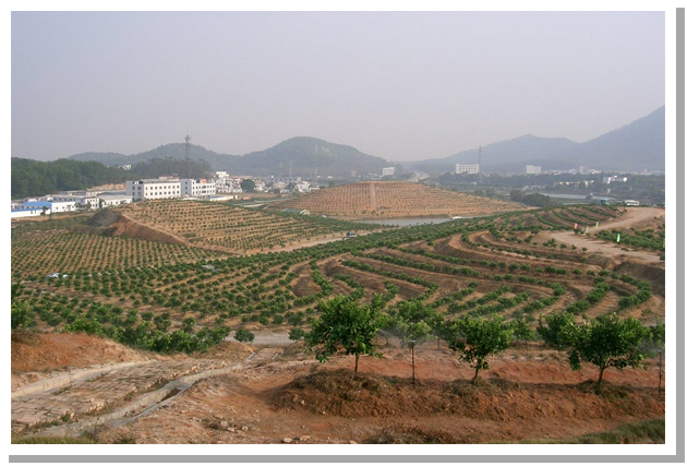 柑橘建园