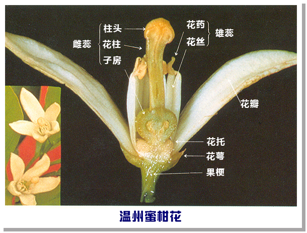 柑橘整形修剪