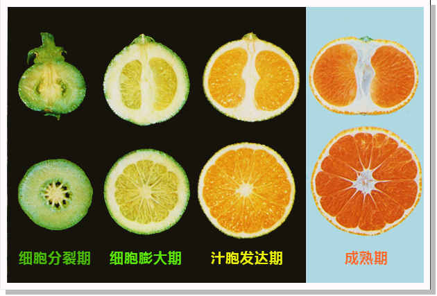 柑橘果实的膨大过程