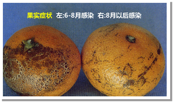 柑橘黑点病