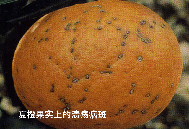 溃疡病