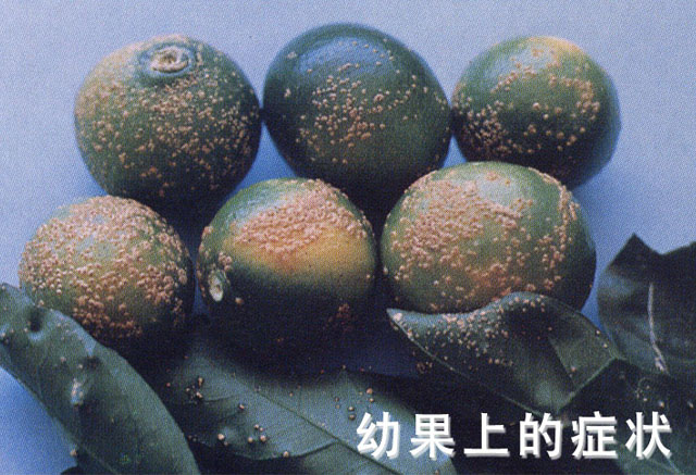 疮痂病