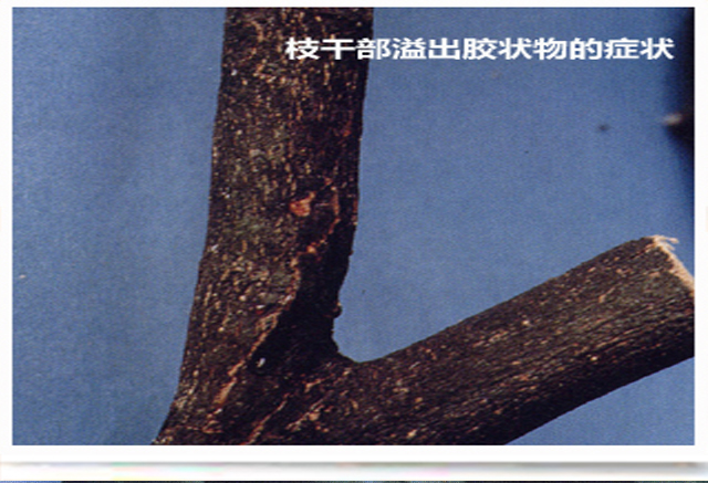 树脂病