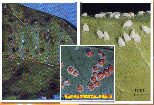 柑橘粉虱 Citrus whitefly