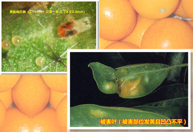 朱砂叶螨 Carmine spider mite
