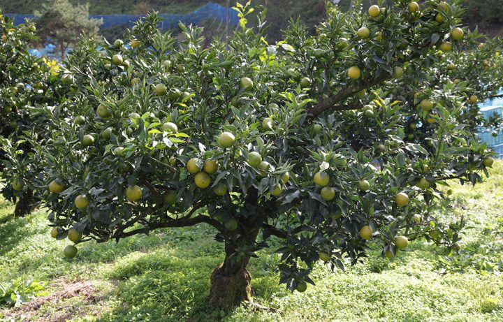 树体 (MAFF, Japan)