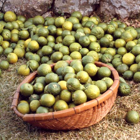 果实 (MAFF, Japan)