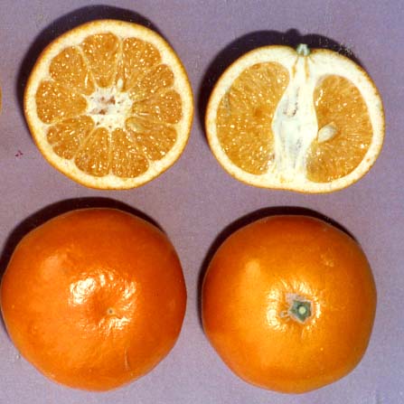 树体 (MAFF, Japan)