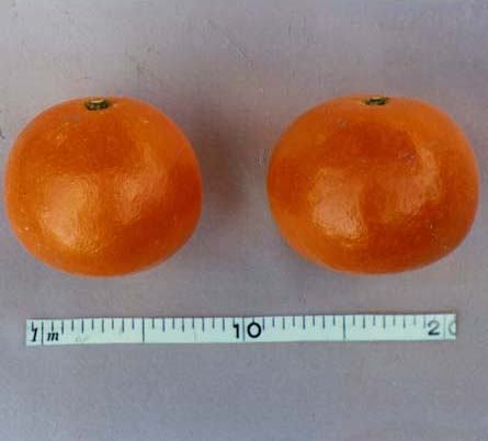 果实 (MAFF, Japan)