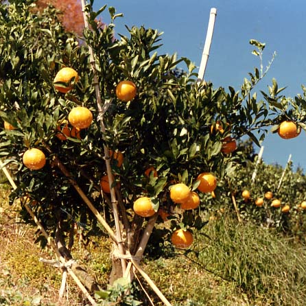 果实 (MAFF, Japan)