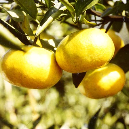 树体 (MAFF, Japan)