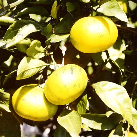 树体 (MAFF, Japan)