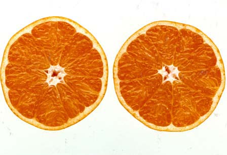 树体 (MAFF, Japan)