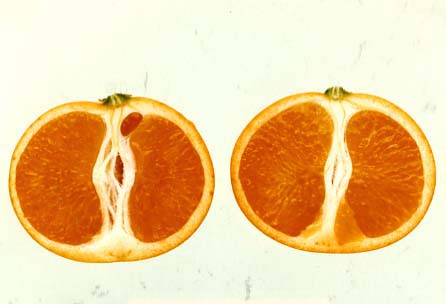 果实 (MAFF, Japan)