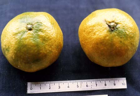 树体 (MAFF, Japan)