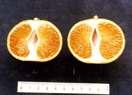 果实 (MAFF, Japan)