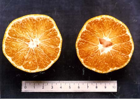 果实 (MAFF, Japan)