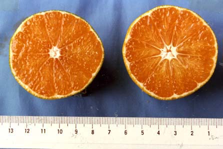 果实 (MAFF, Japan)