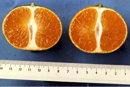 果实 (MAFF, Japan)