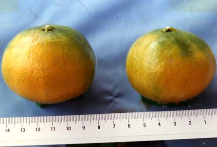 果实 (MAFF, Japan)