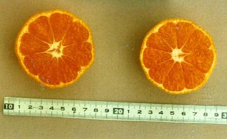 树体 (MAFF, Japan)