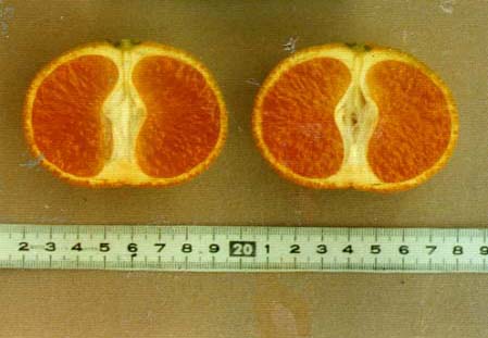 果实 (MAFF, Japan)