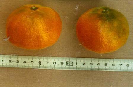 果实 (MAFF, Japan)