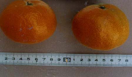 树体 (MAFF, Japan)