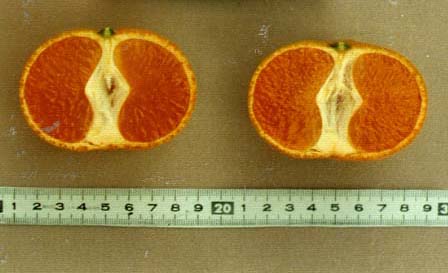 果实 (MAFF, Japan)