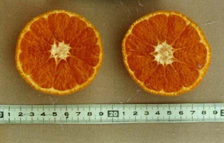 果实 (MAFF, Japan)