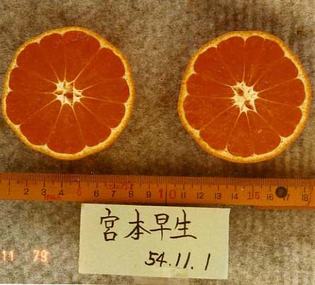 树体 (MAFF, Japan)