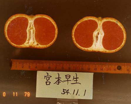 果实 (MAFF, Japan)