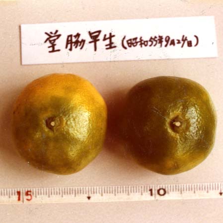 树体 (MAFF, Japan)