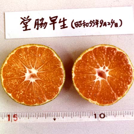 果实 (MAFF, Japan)