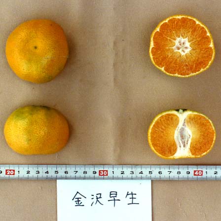 树体 (MAFF, Japan)