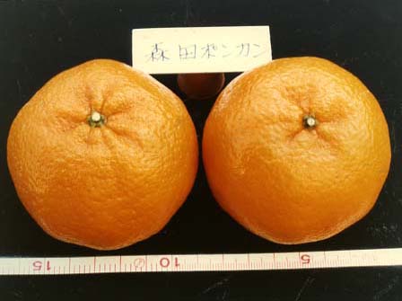 树体 (MAFF, Japan)