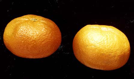 树体 (MAFF, Japan)