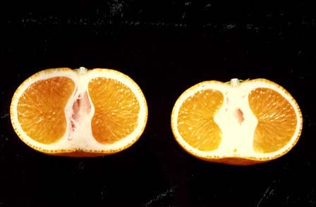 果实 (MAFF, Japan)