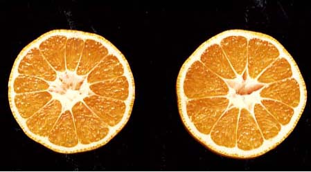 果实 (MAFF, Japan)