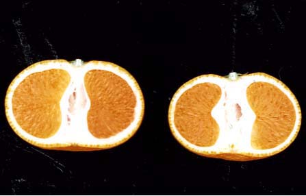 果实 (MAFF, Japan)