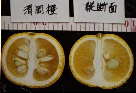 果实 (MAFF, Japan)