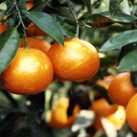 树体 (MAFF, Japan)