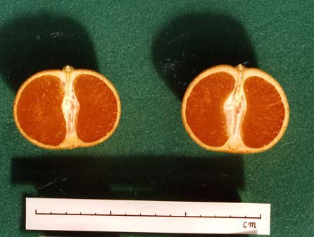 果实 (MAFF, Japan)