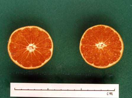 果实 (MAFF, Japan)