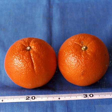 树体 (MAFF, Japan)