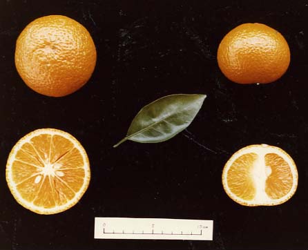 树体 (MAFF, Japan)